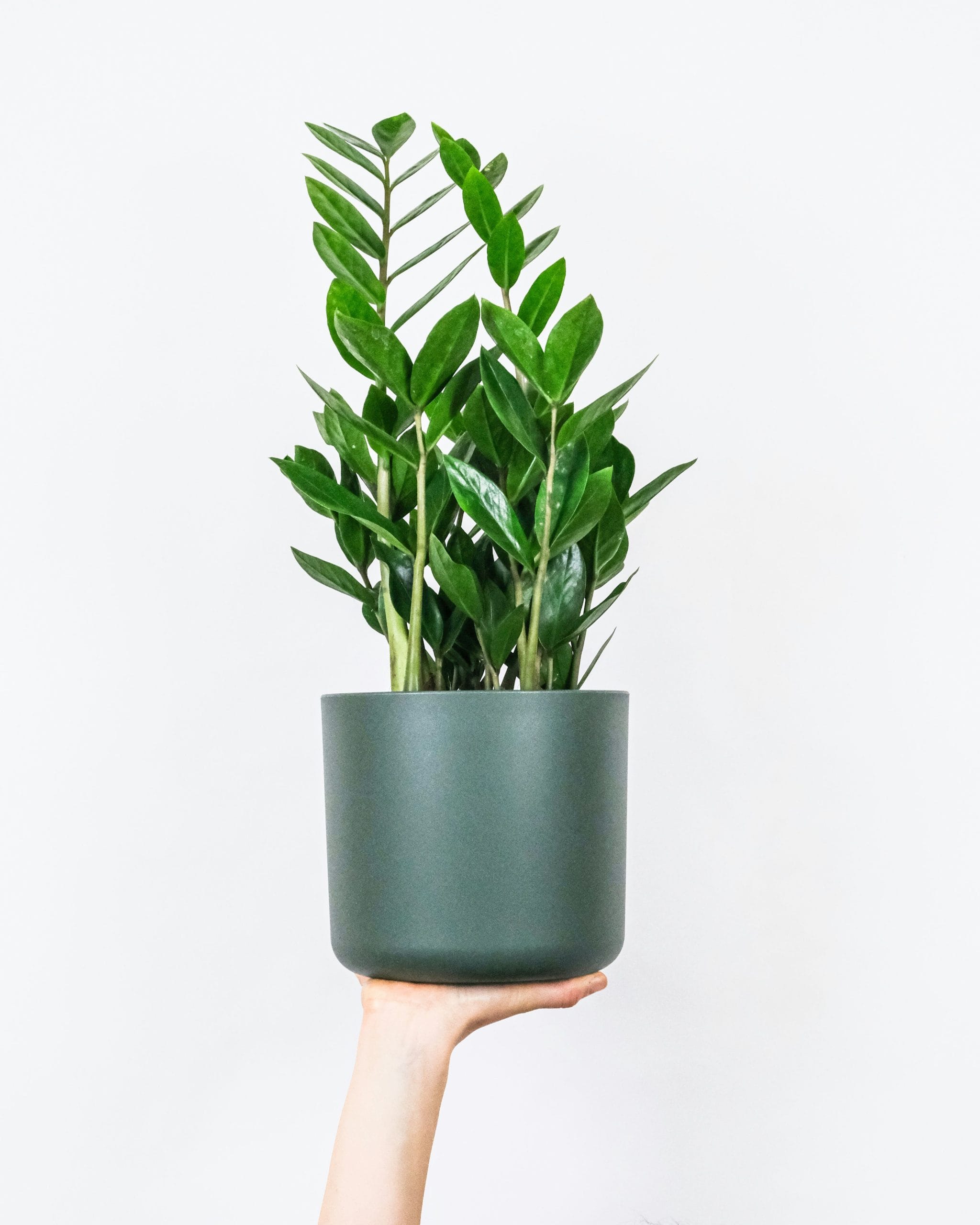1 Zamioculcas zamiifolia (2) ZAMIOCULCAS ZAMIIFOLIA