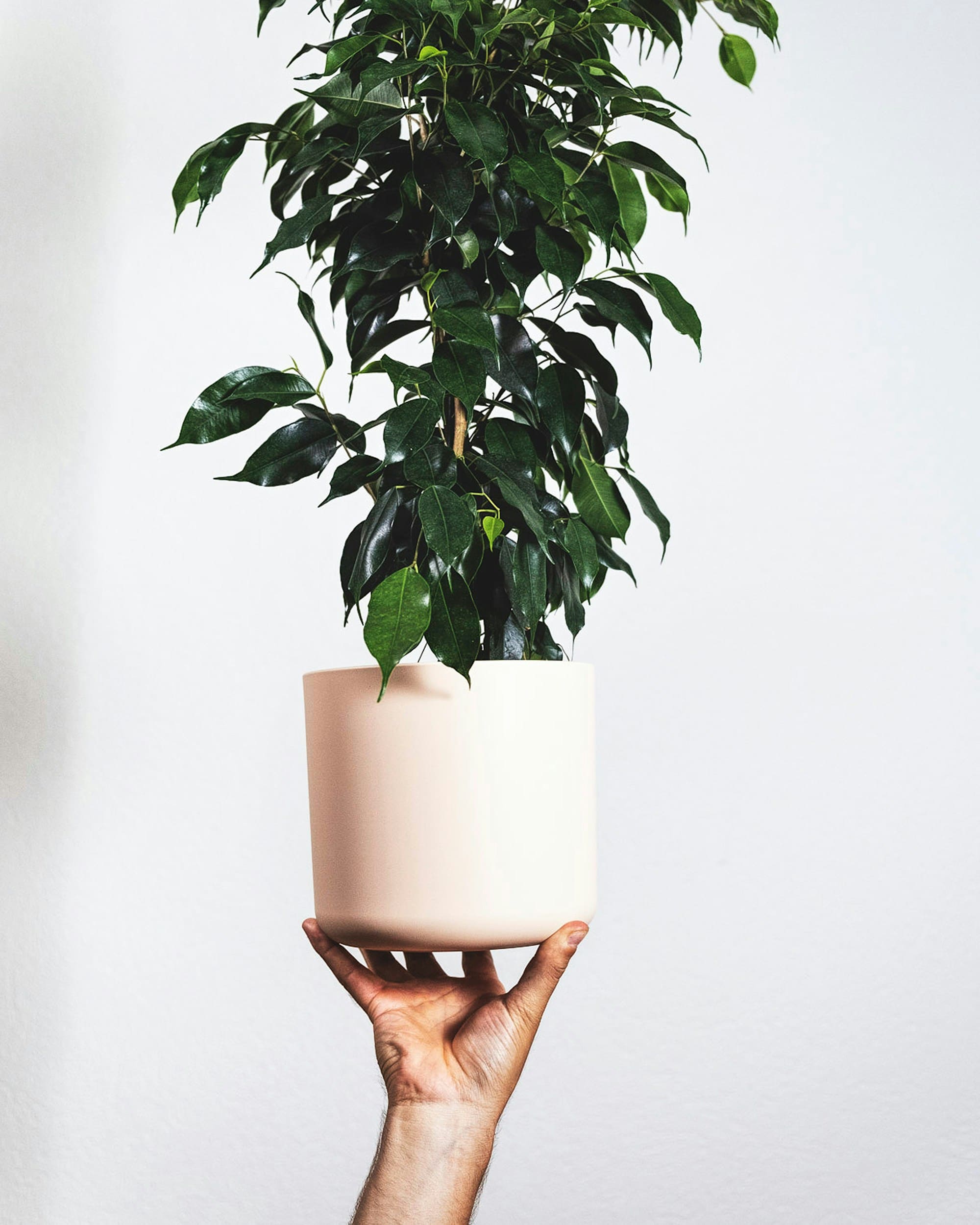 1. Ficus benjamina Ficus benjamina