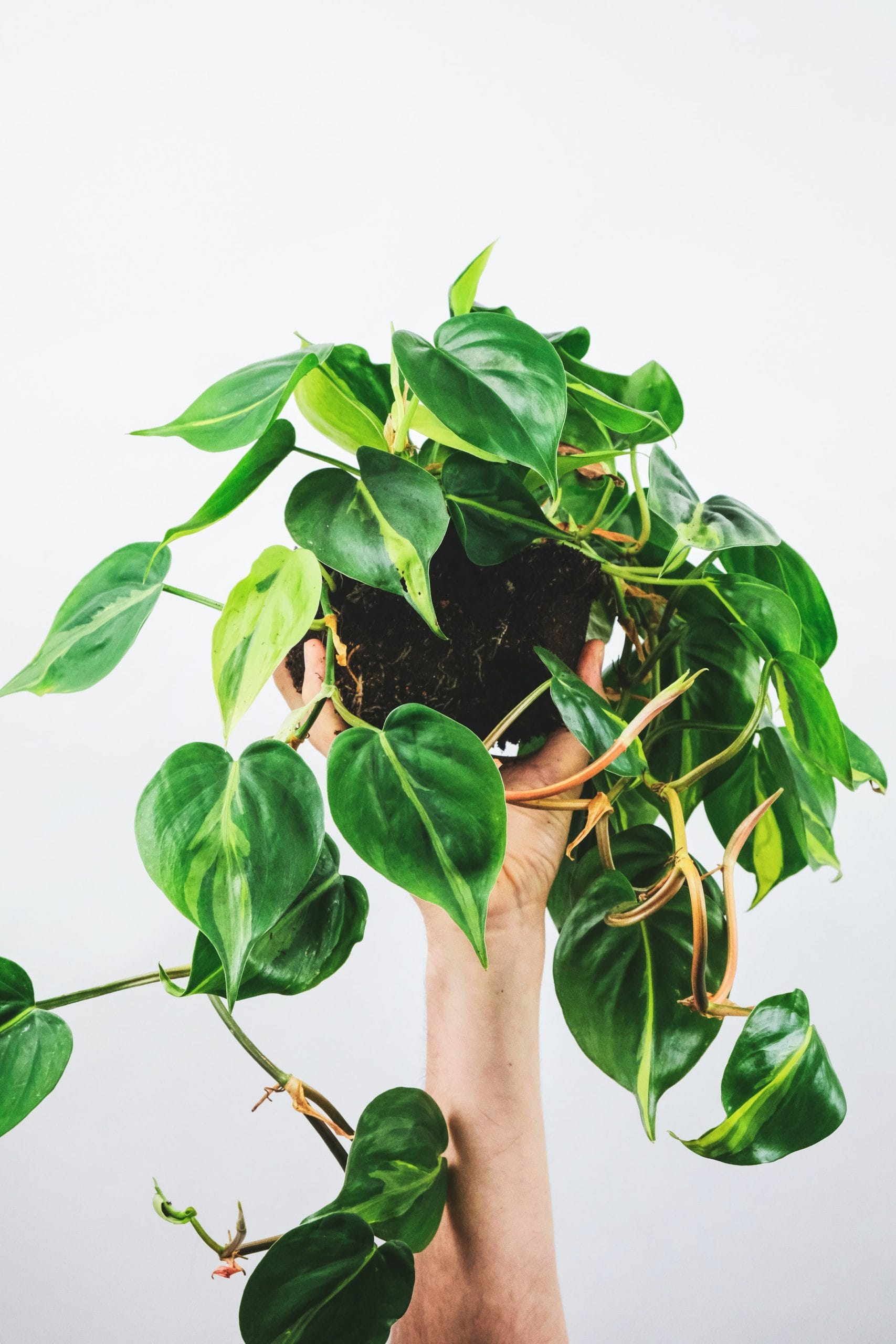 1. Philodendron PHILODENDRON