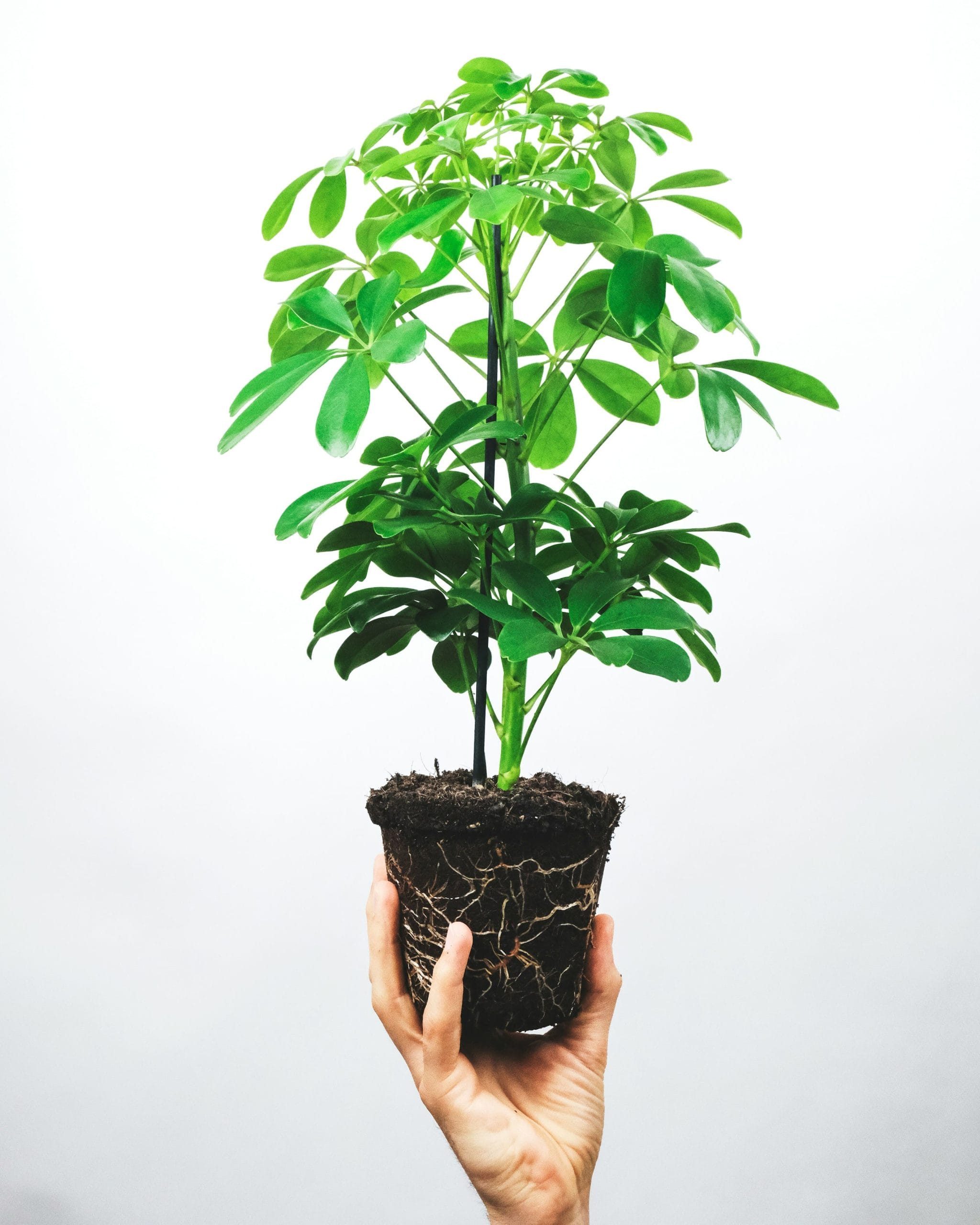 1. Schefflera SCHEFFLERA